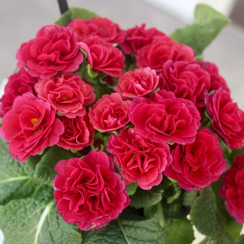 限定入荷!! 超特大株☆完全八重咲きプリムラ・ベラリーナ「カルメン」(4.5号ポット)