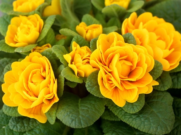 特大株!完全八重咲きプリムラ・ベラリーナ「ゴールディ」現品限り(4号ポット)