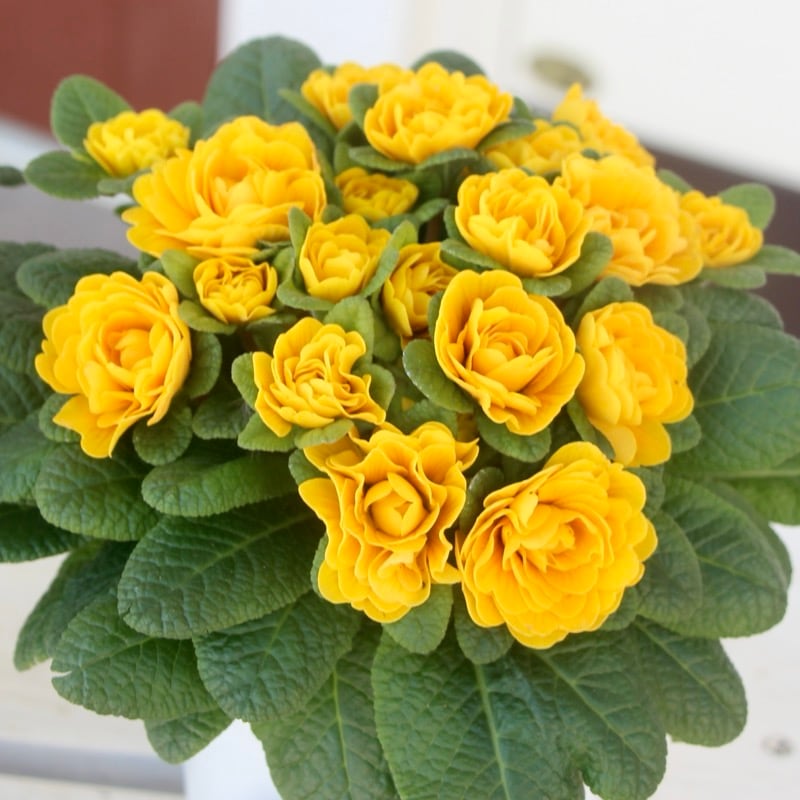 《画像(最後の2枚)の現品2株限り》特大の超良株☆完全八重咲きプリムラ・ベラリーナ「ゴールディ」