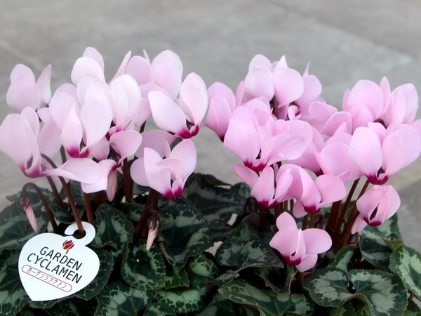特大株のガーデンシクラメン「パステルピンク」(3.5号ポット)