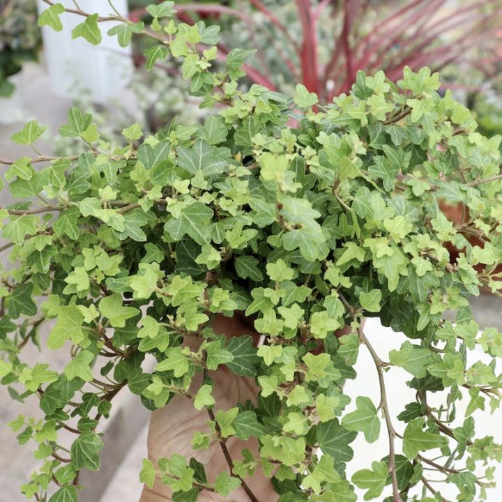 人気品種☆ミニヘデラ(アイビー)「ダックフット」(3号ポット)