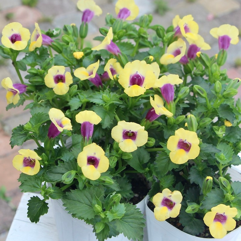 這い性トレニア「イエロームーン」(3.5号ポット)