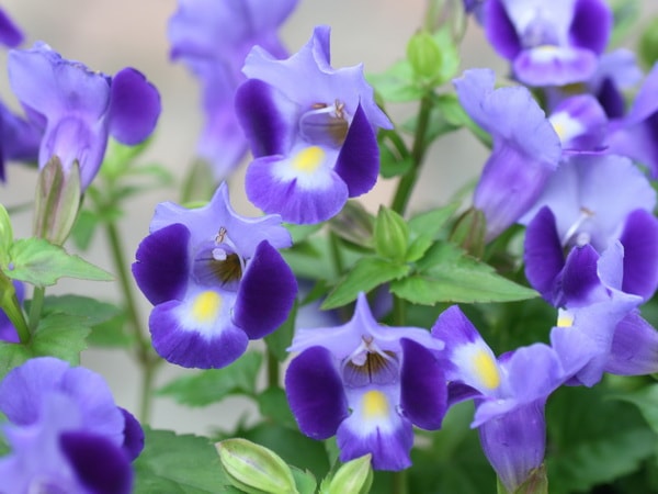 這い性トレニア・ムーン「インディゴ」(3.5号ポット)