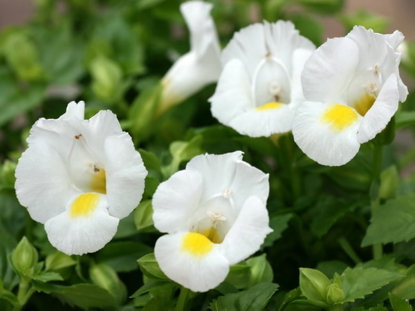 這い性トレニア・ムーン「ホワイト」