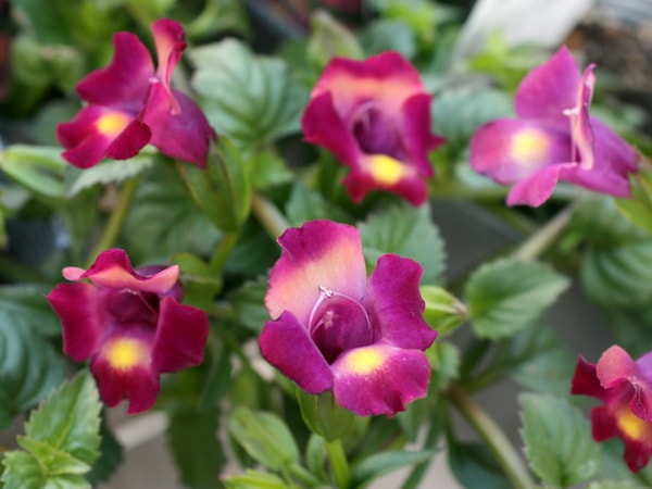 這い性トレニア・ムーン「マジェンタ」