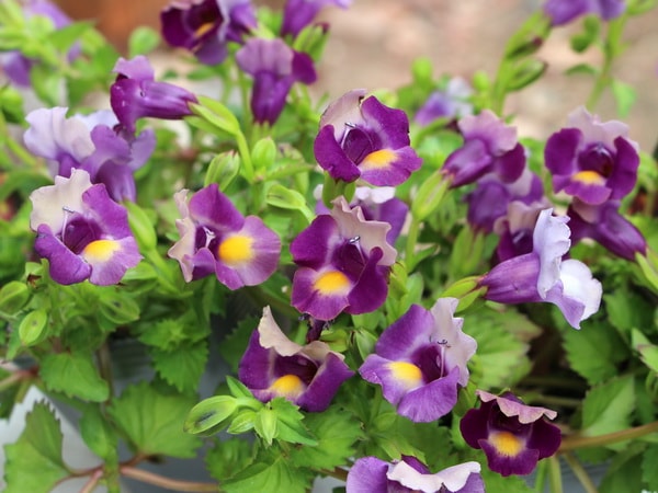 這い性トレニア・ムーン「マジェンタ・アンティーク」