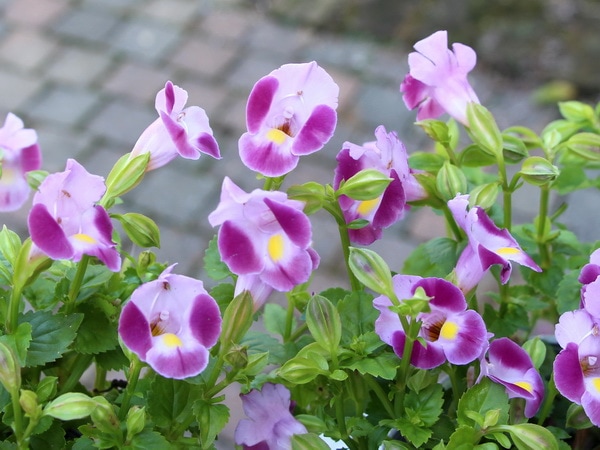 這い性トレニア・ムーン「ローズ」(3.5号ポット)