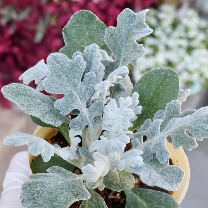 シルバー系｜葉物植物（カラーリーフ）｜ネット通販ショップ～風散歩～