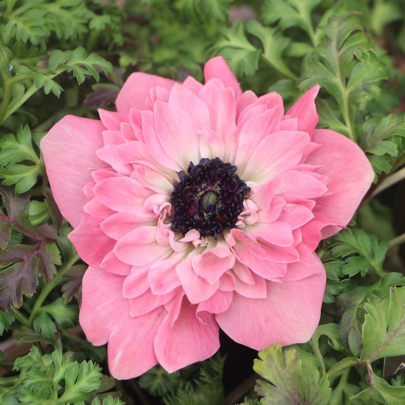 2022年☆八重咲きアネモネ「アンアリス」22-01番(3.5号ポット)