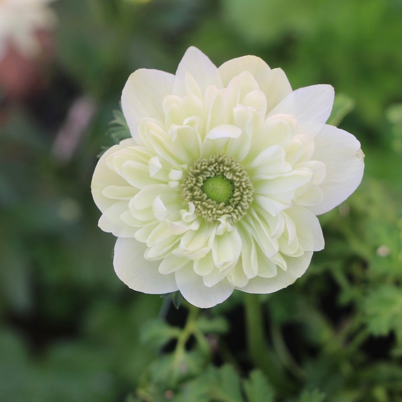 ムラサキの魅惑なアネモネ アネモネとスイセン｜nao