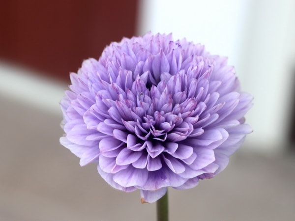 八重咲きアネモネ・凛々花(りりか)☆画像の現品1点物☆1番(3.5号ポット)