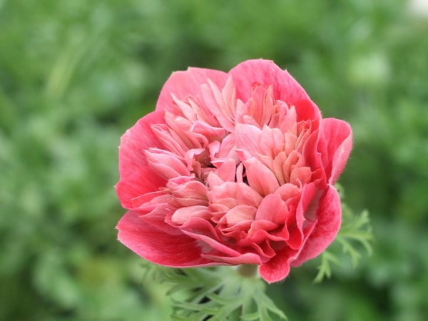 八重咲きアネモネ・凛々花(りりか)☆画像の現品1点物☆20番(3号ロングポット)