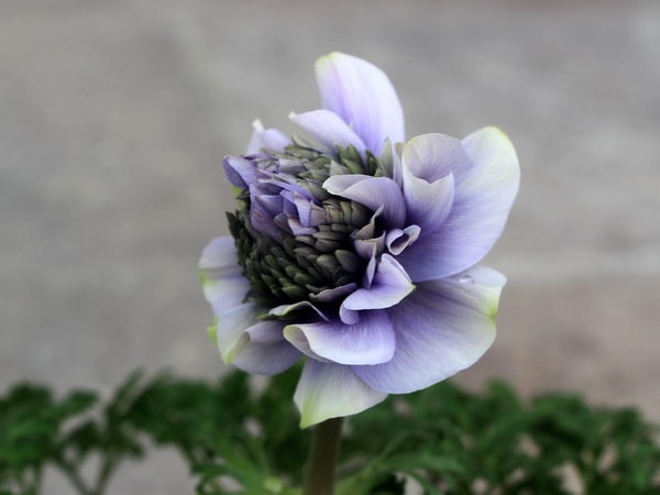 八重咲きアネモネ・凛々花(りりか)☆画像の現品1点物☆2番(3.5号ポット)