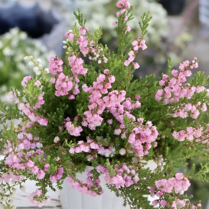 ボリューム満点☆八重咲きカルーナ・ジュエルドロップス・パール（2番)