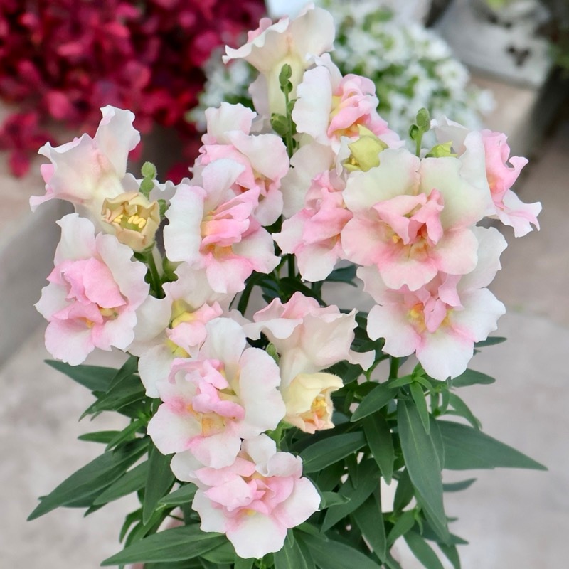 良株入荷♪八重咲きキンギョソウ・トゥイニー「アップルブロッサム」(AB-1)