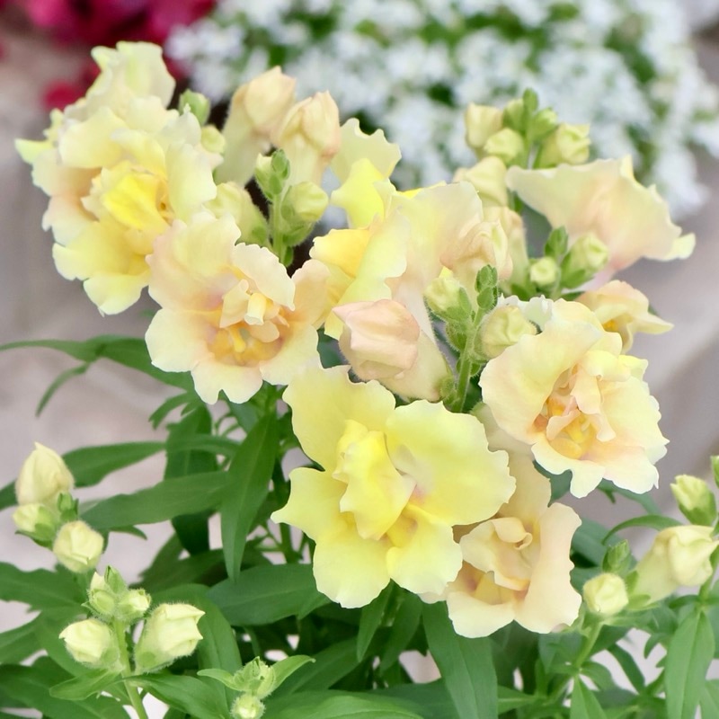 超良株揃い♪八重咲きキンギョソウ・トゥイニー「イエローシェード」(3.5号ポット)