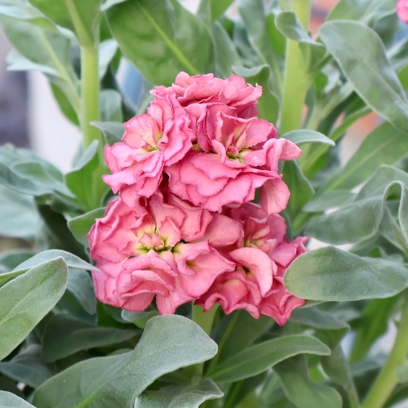 遂に匠の超良株入荷☆八重咲きストック・ビンテージ「カッパー」(3号ロングポット)