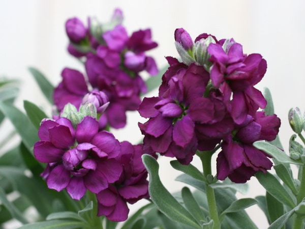 八重咲きストック・ビンテージ「バーガンディー」