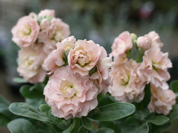 八重咲きストック・ビンテージ「ピーチ」