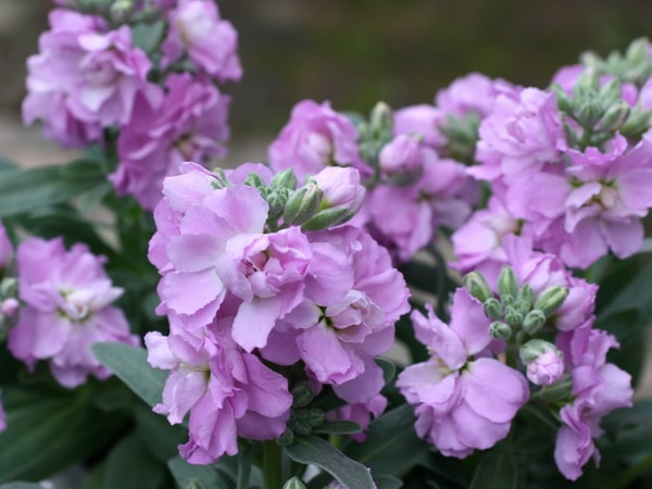 八重咲きストック・ビンテージ「ライラック」