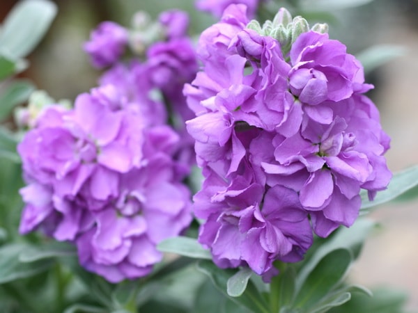 古着 ビンテージ タペストリー ラグ ネイティブ 花柄 スター デッドストック Nathalie Lete ナタリー・レテ タペストリー ラグ フラワー Tapestry