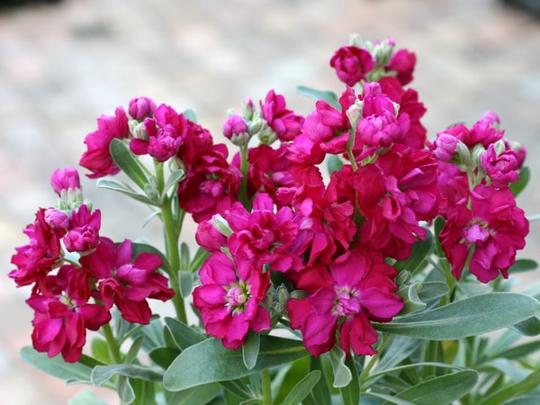 八重咲きストック・ビンテージ「レッド」