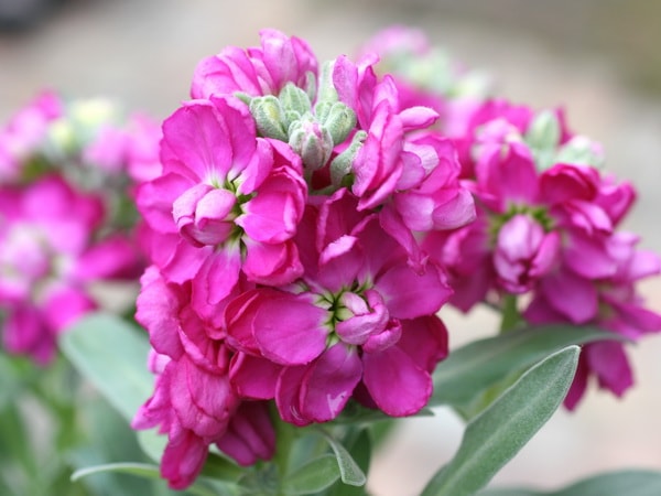 八重咲きストック・ビンテージ「ローズ」