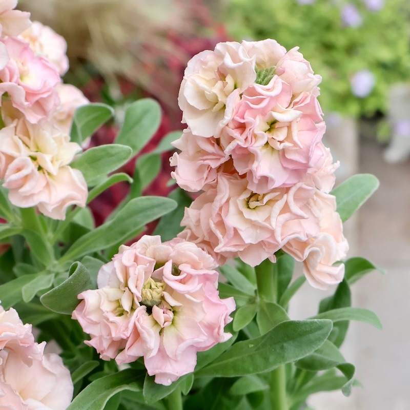 遂に匠の超良株入荷☆八重咲きストック・ベイビー「アプリコット」(3号ロングポット)