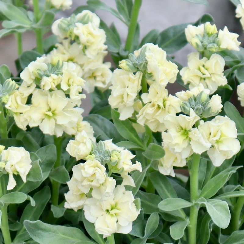 希少種 黄色系八重咲き【ストロングフィッシュイエロー】5448