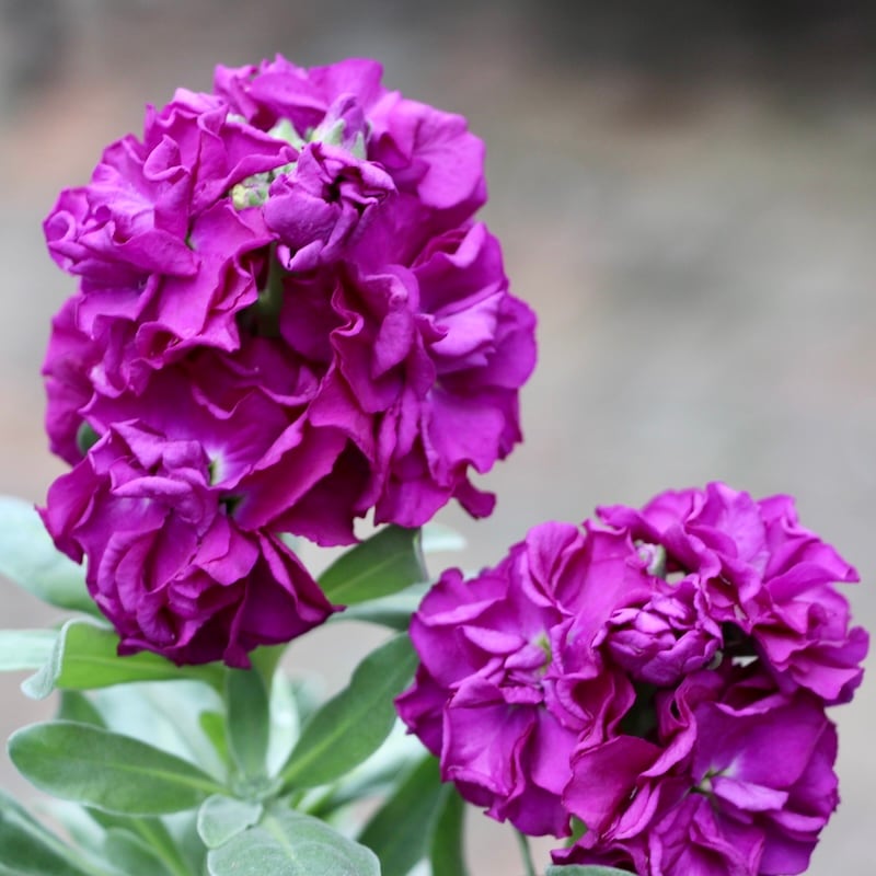 咲き始め開花株♪八重咲きストック・ベイビー「パープル」(3.5号ポット)