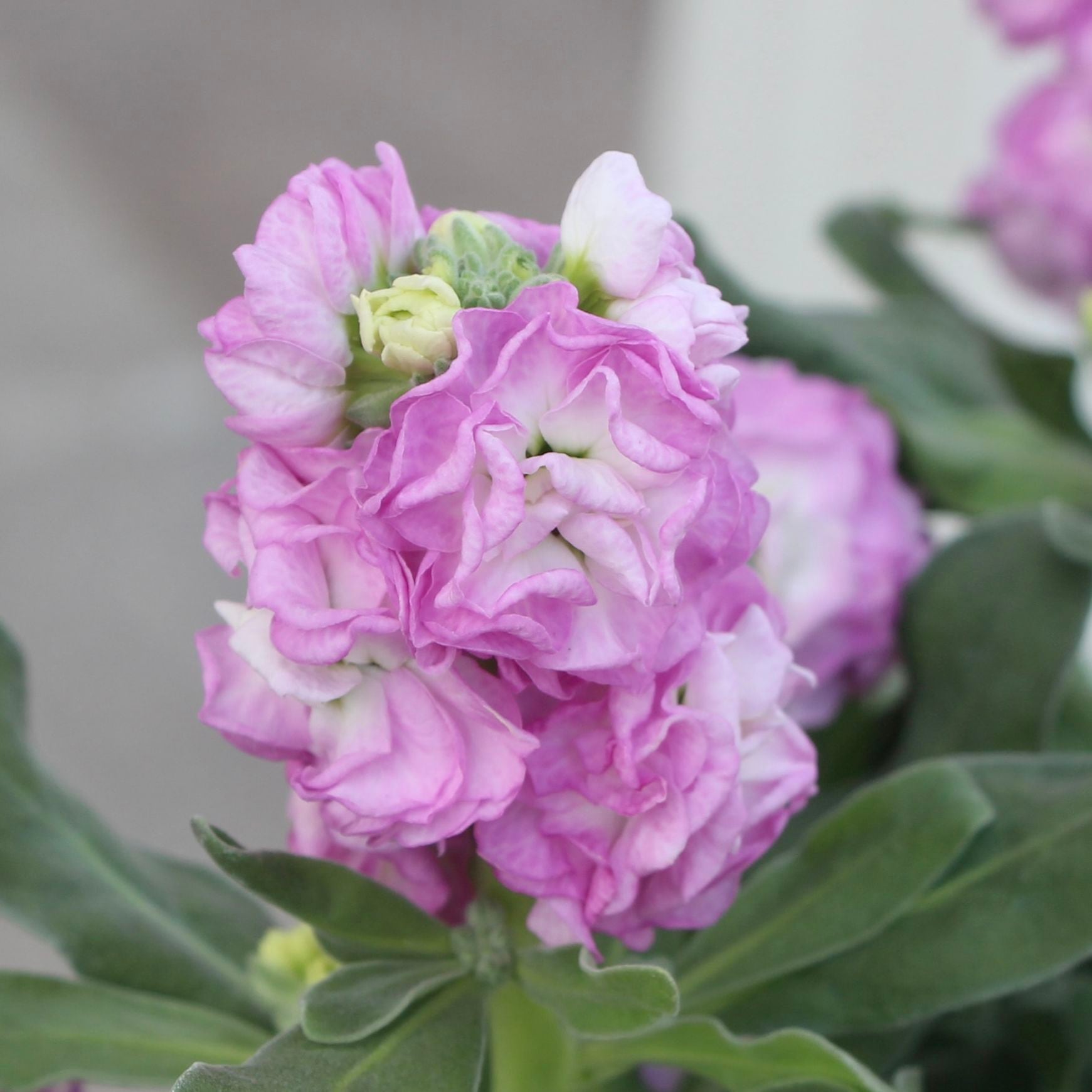 大苗❤️美苗✨ピンクオパリナ錦✨ Amazon｜ハッピーガーデン 花苗 シレネ ピンクパンサー 1鉢 3