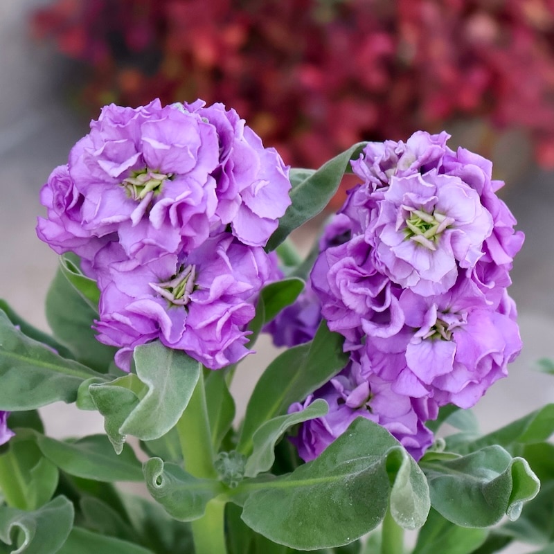 遂に匠の超良株入荷☆八重咲きストック・ベイビー「ブルー」　