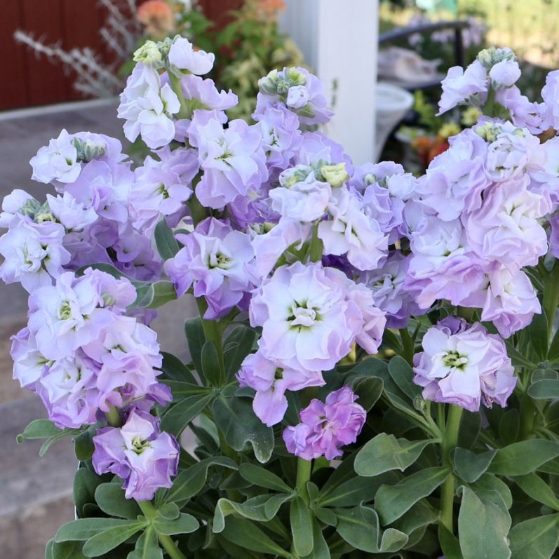 新入荷商品の植物｜リアルタイムの在庫｜ネット通販ショップ～風散歩～