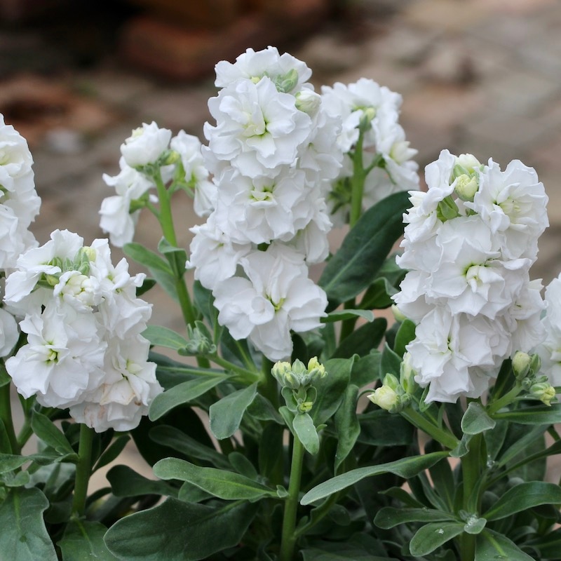 風散歩スペシャルの特大株☆八重咲きストック・ベイビー「ホワイト」(3.5号ロングポット)