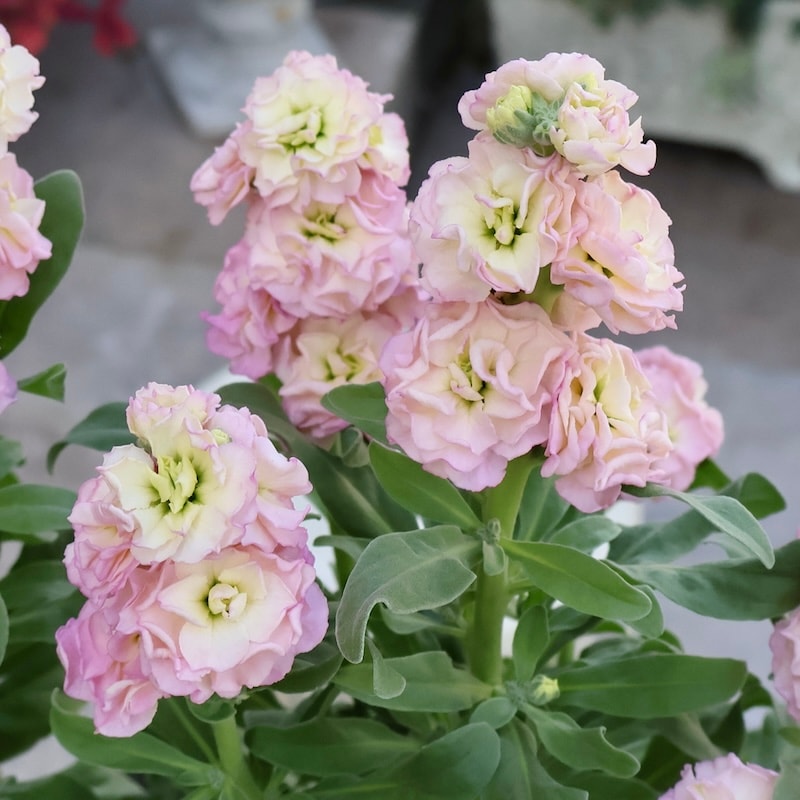 遂に匠の超良株入荷☆八重咲きストック・ベイビー「レインボー」