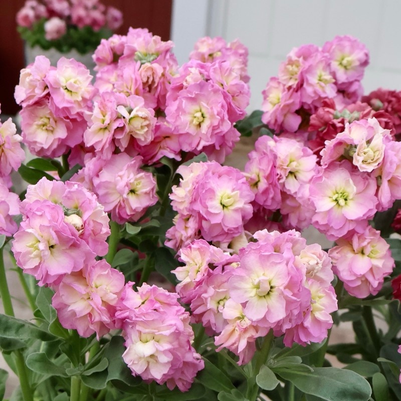 よく分枝した開花株☆八重咲きストック・ベイビー「レインボー」