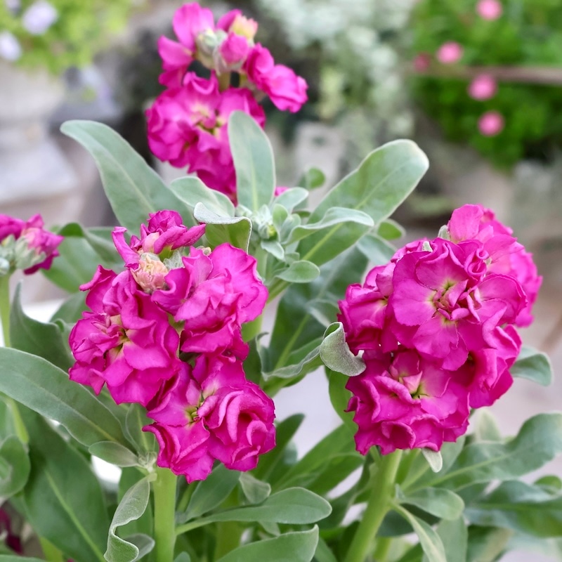 遂に匠の超良株入荷☆八重咲きストック・ベイビー「ローズ」(3号ロングポット)