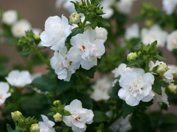 半八重咲きバコパ スコーピアダブル