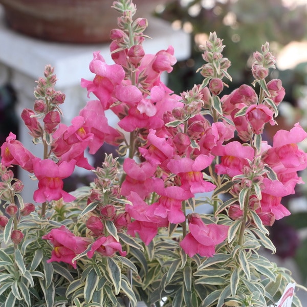 斑入りのキンギョソウ「アンテリナム・シルバーストライプ」(3.5号ポット)