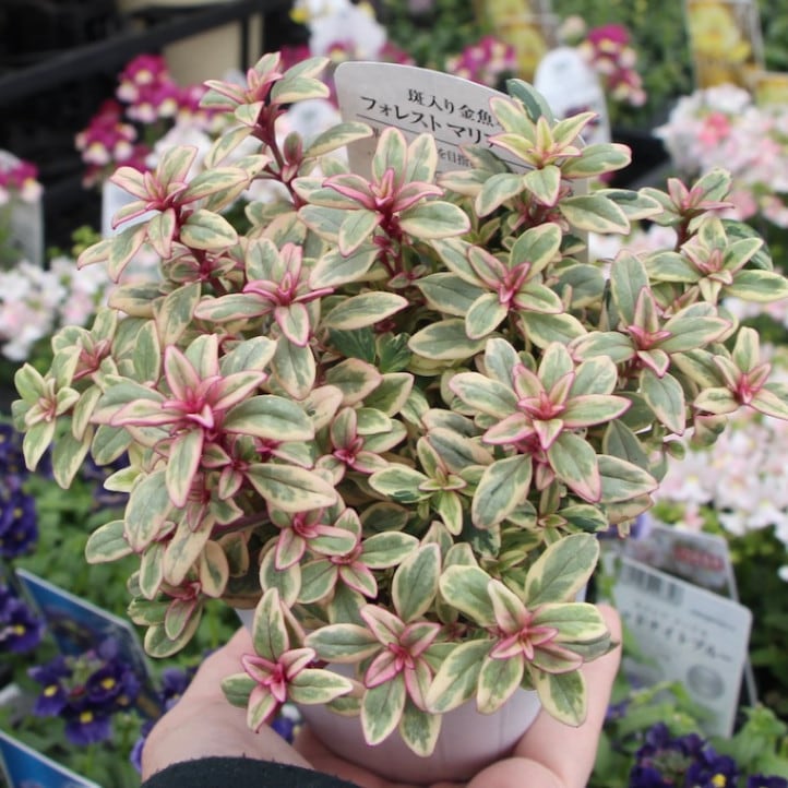 斑入りのキンギョソウ「フォレストマリアージュ」(３号ロングポット)