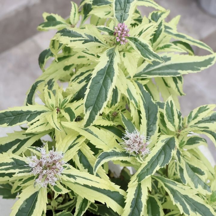 ユーパトリウム・バリエガータ(斑入りフジバカマ)