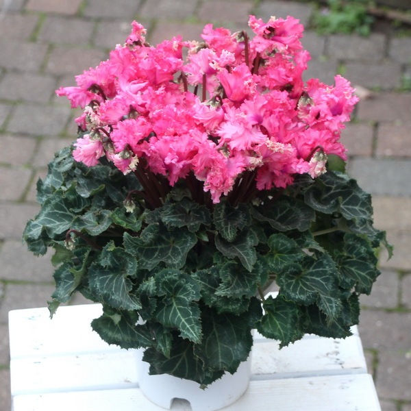 まさまる　シクラメン　ピポカ　ネオンピンク　レジーナ　ピンク　ルチア　３鉢 風散歩☆推奨シクラメン「ピポカ」＜A＞特A5号鉢