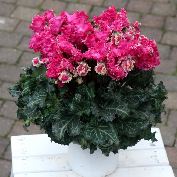 風散歩☆推奨シクラメン「ピポカ」＜R＞特A5号鉢