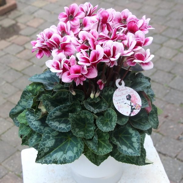 風散歩☆推奨シクラメン「フェアリーピコ・ダブル」＜B＞