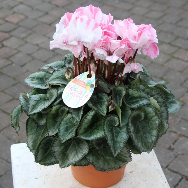 風散歩☆推奨シクラメン「ミルキーガール」＜A＞