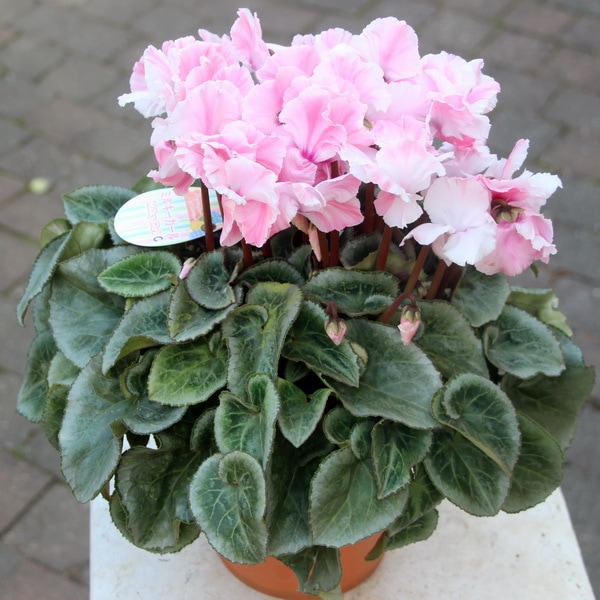 風散歩☆推奨シクラメン「ミルキーガール」＜C＞