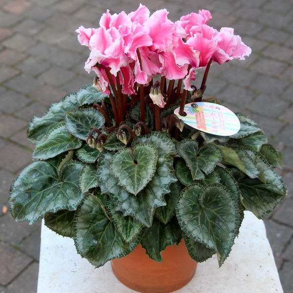 風散歩☆推奨シクラメン「ミルキーガール」＜D＞