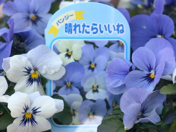 変わり咲きパンジー「晴れたらいいね」