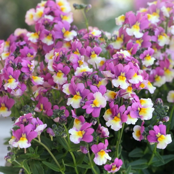 ネメシア「ピーチパイ」(3号ロングポット)