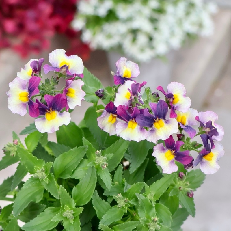 ネメシア「ブルーベリーパイ」(3号ロングポット)